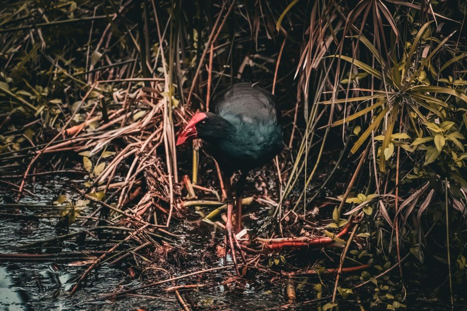 A close-up image of a wading bird with black plumage and a bright red beak, standing amidst dense green and brown reeds and grasses near a water's edge. The bird is positioned slightly to the left, wi