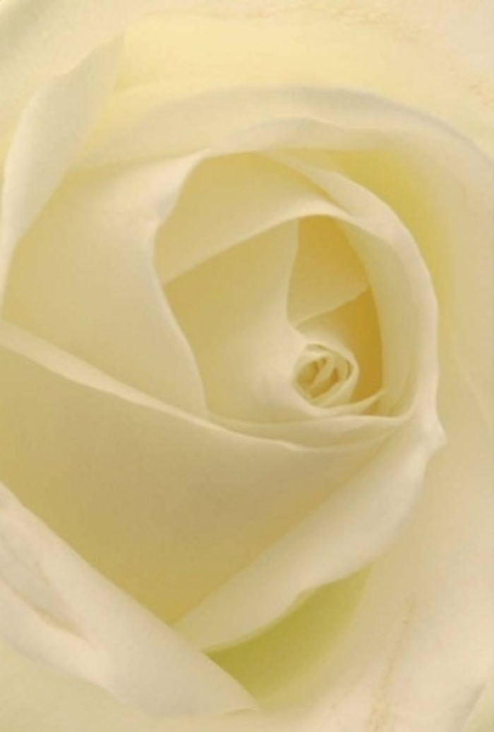 Gazing closely at this white rose, one is immersed in the refined tranquillity that characterises Wennington's quiet corners. The bloom's petals-ethereal and smooth-gently spiral inward, each layer blending shades of white and soft cream in a visual symphony akin to morning mist rising over local fields. Light seems to emanate from within the flower, bathing every fold in a gentle glow and creating a seamless transition between each petal. To the touch, you might imagine the softness of new linen or the fine silk bands in a cherished family heirloom, lovingly tended by hands well-versed in Wennington's floral traditions. The scent is faint but clean-just a memory of sweetness, calming and restorative, as if freshly gathered from a peaceful corner of the village. Arranged with precision by Flowers Wennington, this rose is a natural choice for honoring anniversaries, seeking reconciliation, or bringing silent comfort to celebrations held in the heart of the community. Its perfect spiral and subtle play of shadow capture in a single moment the sophistication and resilience that define both the flower and the people of Wennington.